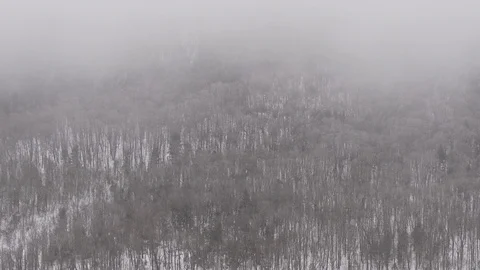 Fog and snowy trees Stock Footage 100137461