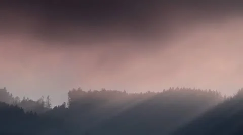 Fog and Sun forest landscape Vidéo 8927964