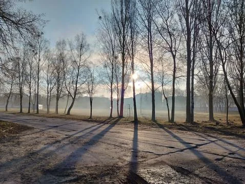 Fog and sun rays break through the trees. Beautiful morning landscape with blue Stock Photos