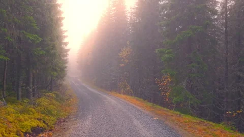 Fog and Sun Rays Over Forest Road in Norway — Tranquil Aerial View Stock Footage 320112875