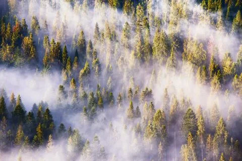 Fog and sun rays on the pine and fir forest Stock Photos