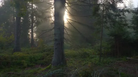 Fog and sun rays through the trees in autumn woods, Halloween mysterious Stock Footage 162571351