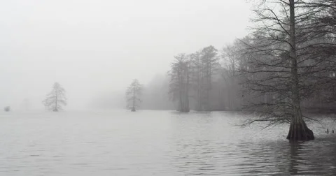 Fog and trees Stock-Footage 45818618