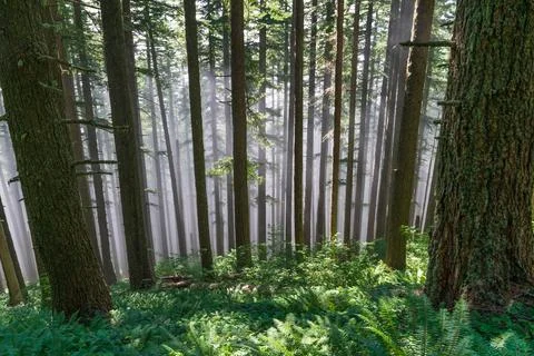 Fog and trees Stock Photos