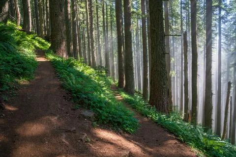 Fog and trees Stock Photos