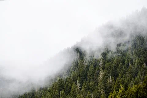 Fog and Trees, Trees on the Slope, Fog Clouds Stock Photos
