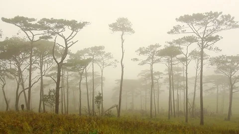 Fog and wind Video stock 94658816