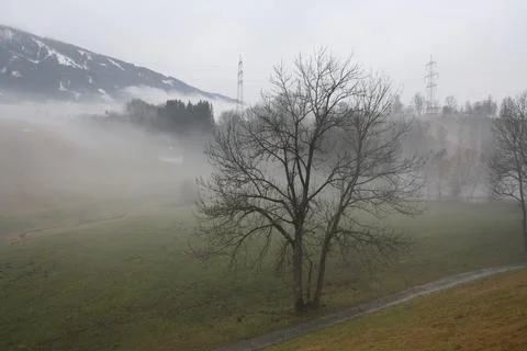 Fog in Austria. Trees. Stock Photos