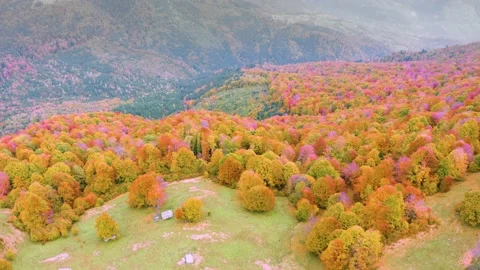 Fog in the autumn Stock Footage 170759740