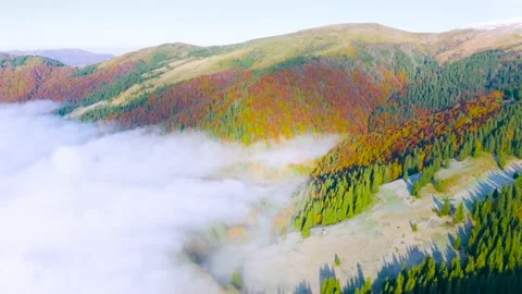 Fog in the autumn Stock Footage 170774018