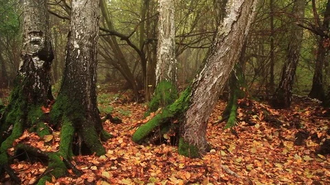Fog in autumn forest at dawn Video stock 72310204