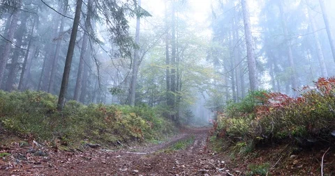 Fog in autumn forest 動画素材 96639613