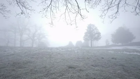 Fog Backlit By The Sun With Rugged Looking Trees. Stock Footage 264610596
