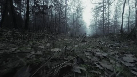 Fog in a bare autumn forest. Timelapse in motion.mysterious atmosphere Stock Footage 296478653