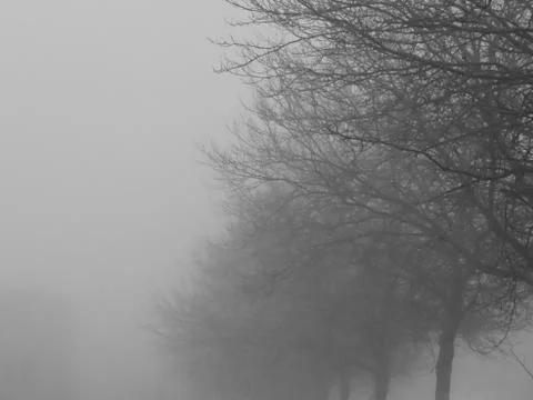 Fog on bare trees Stock Photos