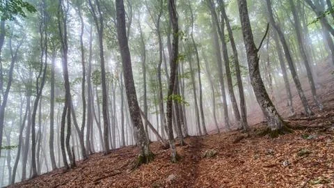 Fog in the beech forest at slope of Chatyrdag, Crimea. Stock-Fotos