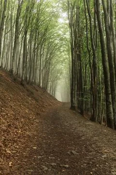 Fog in the beech forest, summer time in the Ukrainian Carpathians.... fog in  Stock Photos