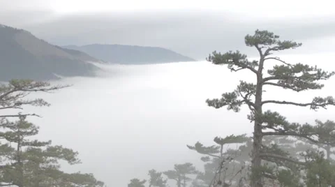 Fog below the mountains and coniferous trees Stock Footage 51486488