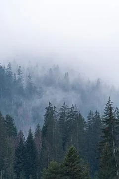 Fog in between pine trees in a forest. Foto stock