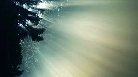 Fog between the sunlight and trees Stock Footage 33419314