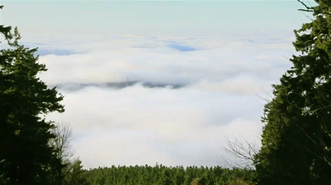 Fog between trees and over forest Video stock 33419207