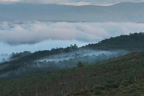 Fog between the trees in a cloudy evening in Serra del Galiñiero 写真素材