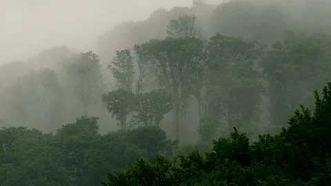 Fog between trees Stock Footage 70381112