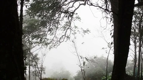 Fog Between Trees in Forest Stock Footage 73705194
