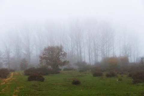 Fog Between Trees 스톡 사진