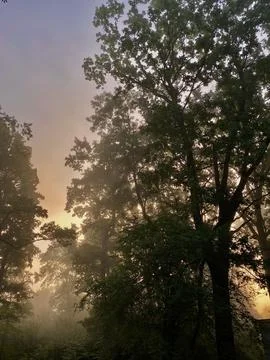 Fog between trees Stockfoto's