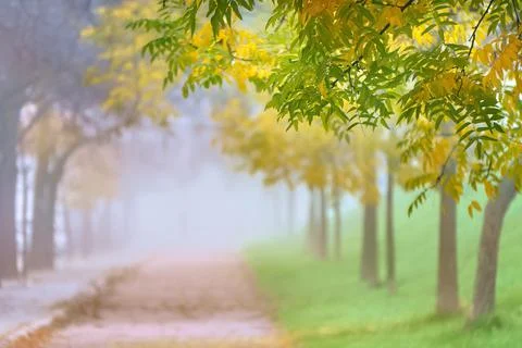Fog between the trees of a public park Stock Photos