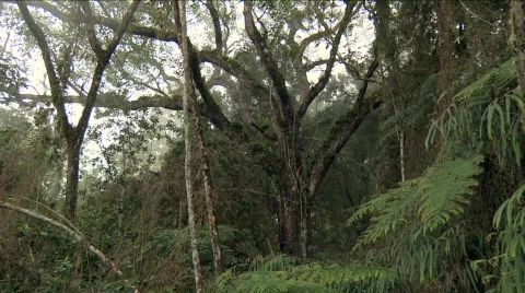 Fog Blows into a Tropical Forest Stock Footage 647170