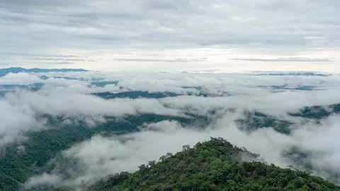 Fog is caused by the integrity of the forest after the rain. Stock Footage 136350900