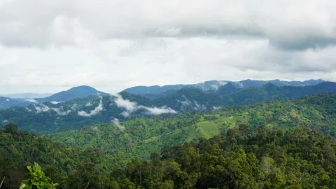 Fog is caused by the integrity of the forest after the rain. Video stock 136350949