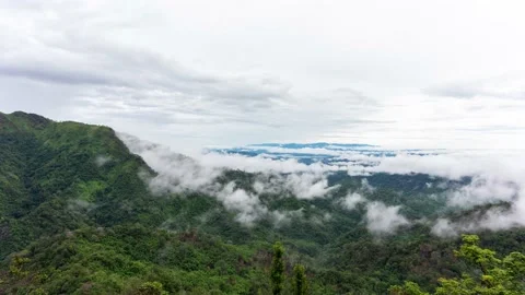 Fog is caused by the integrity of the forest after the rain. Video stock 136350959