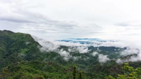 Fog is caused by the integrity of the forest after the rain. Stock Footage 136350961