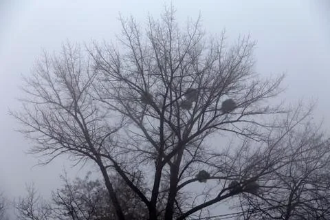 Fog in the city. Stock Photos