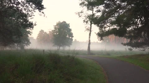 Fog clearing over forest path at sunrise Stock Footage 293082647