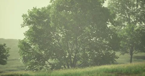 Fog cloaks a large tree standing alone in a tranquil landscape during dusk Stock Illustration