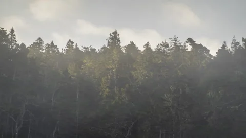 Fog &amp; clouds blowing in opposite directions near forest tree line - timelapse Stock Footage 220670715