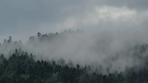 Fog coming out of the forest after heavy rain Stock Footage