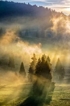 Fog in the conifer forest Stock Photos