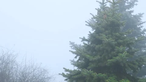 A fog-covered city park, on a spring day. Stock Footage 306547140