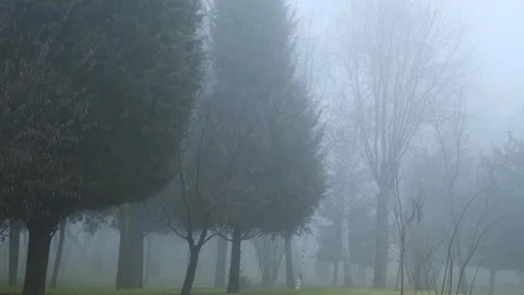 A fog-covered city park, on a spring day. Stock Footage 306547174