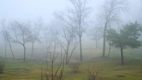 A fog-covered city park, on a spring day. Stock Footage 306547216