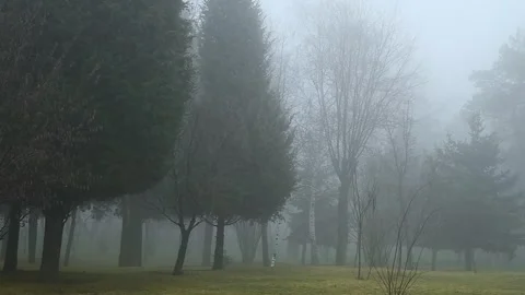 A fog-covered city park, on a spring day. Stock Footage 320997534