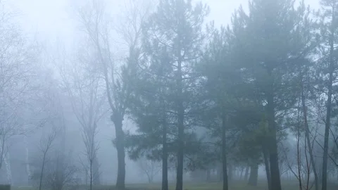 A fog-covered city park, on a spring day. Stock Footage 320998229
