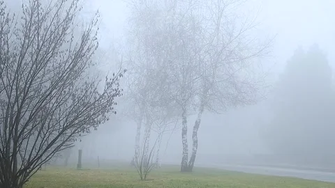 A fog-covered city park, on a spring day. Stock-Footage 328829010