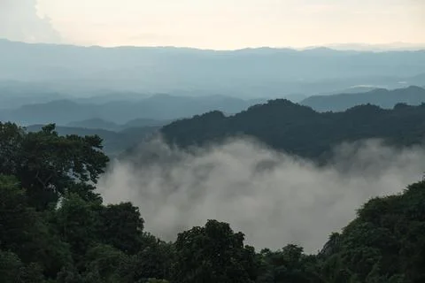 Fog Covered Forest Stock Photos