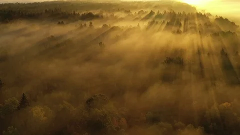 Fog covered forest at sunrise Stock Footage 116615917